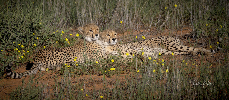 Kalahari Spring Abundance.jpg