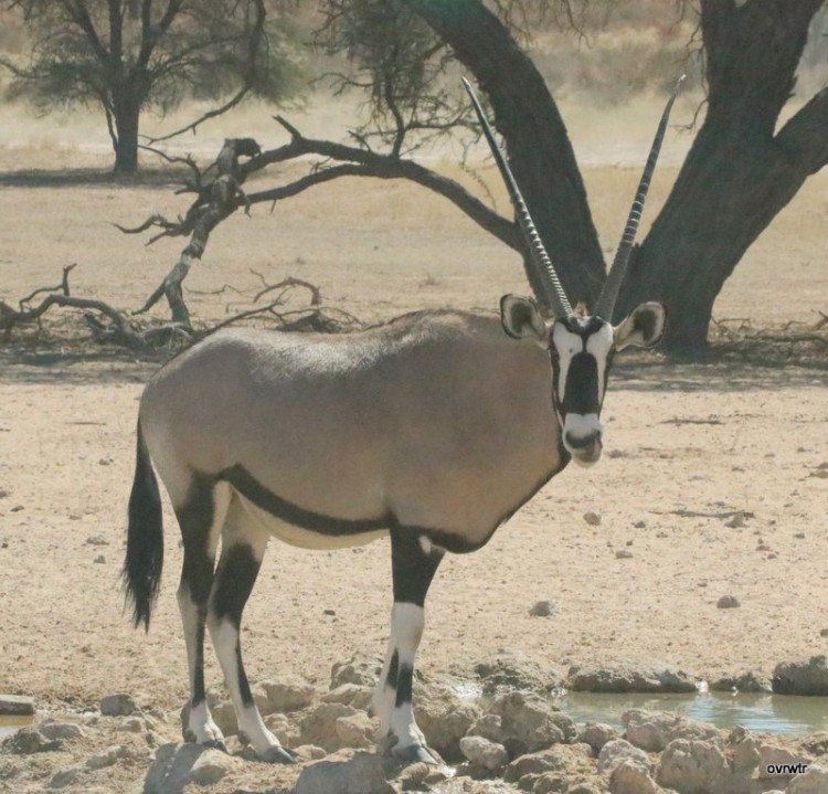 IMG_3587 gemsbok.JPG