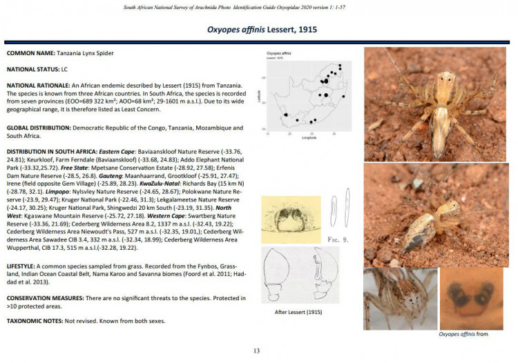 Oxyopes affinis.jpg