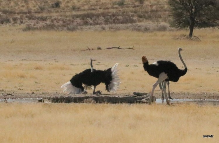 IMG_3698 ostrich fan-dance  .JPG