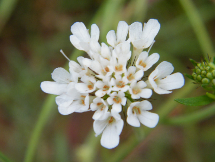 Scabiosa columbaria.jpg