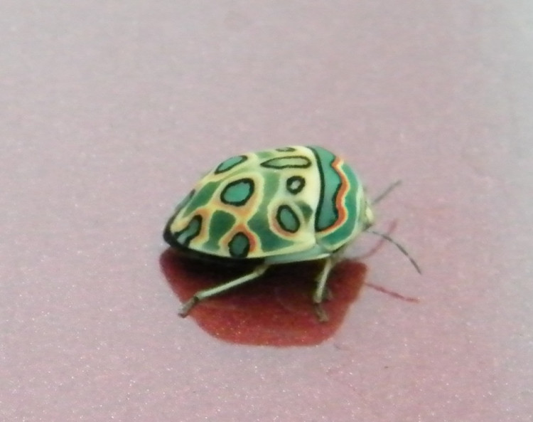 Picasso bug.jpg