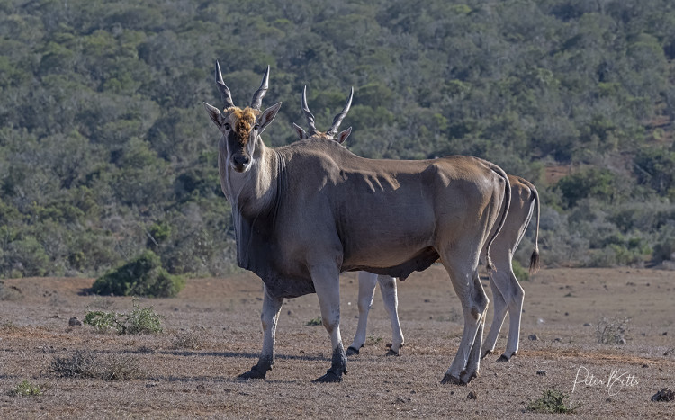 Cape Eland Pair.jpg