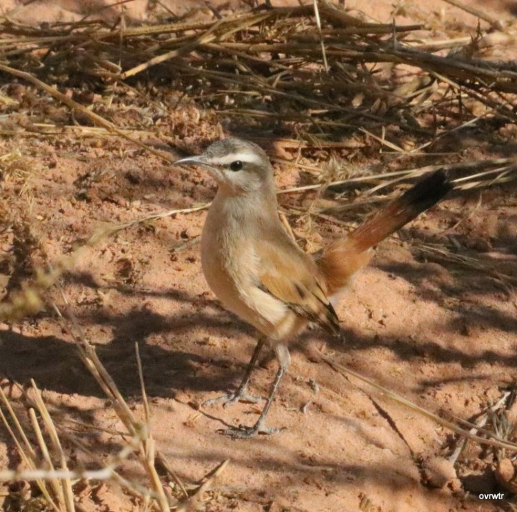 IMG_3752 white browed scrub robin  again.JPG