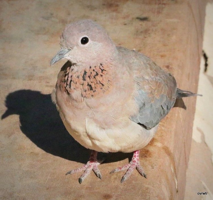 IMG_3757 laughing dove .JPG