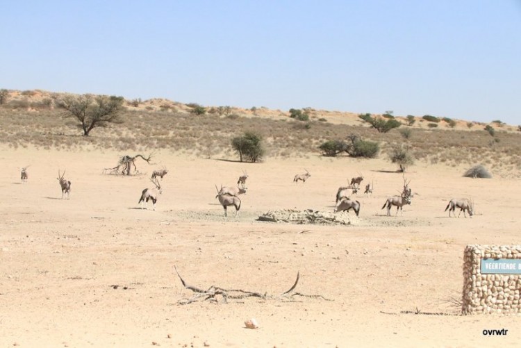 IMG_3940 gemsbok hanging around .JPG