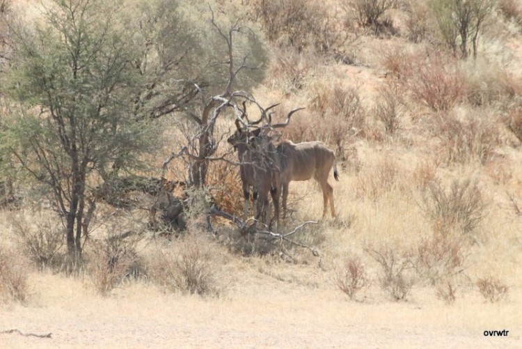 IMG_3965 kudu .JPG