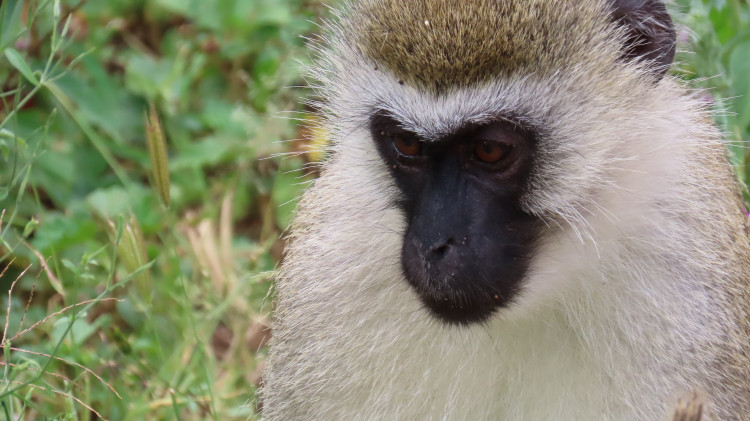 Serengeti 090.JPG