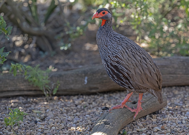 Rednecked Spur Fowl.jpg