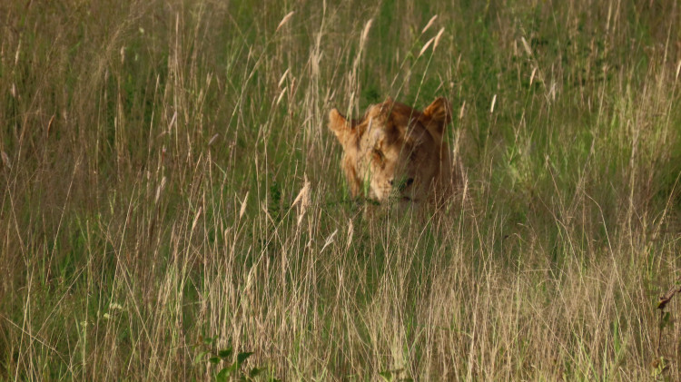 Serengeti 285.JPG