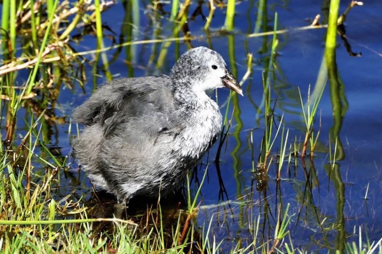 Red-knobbed Coot Wilderness.jpg