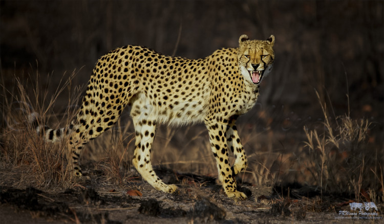 17. jul cheetah.jpg