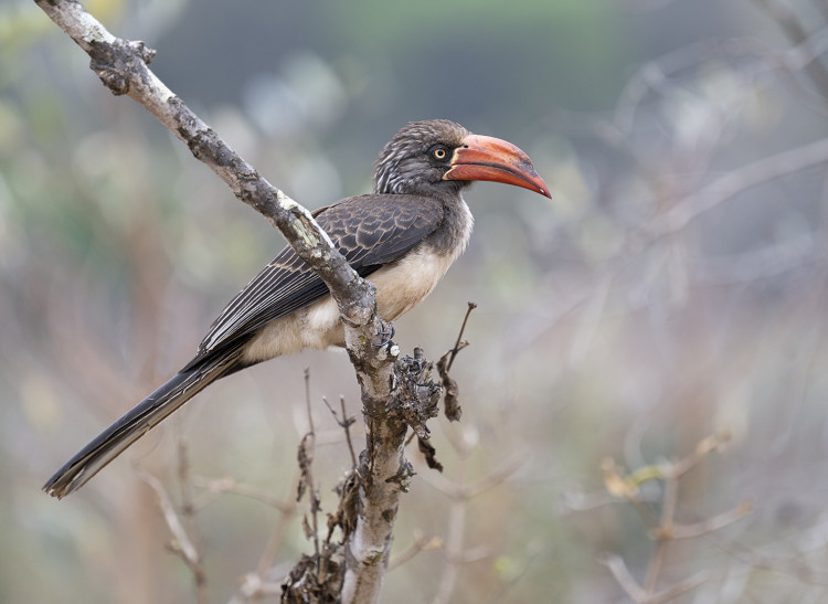 Crowned Hornbill Mahonie Loop.jpg