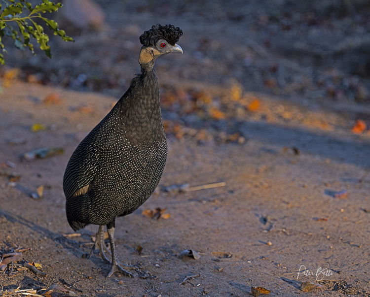 Sunset Guinea Fowl.jpg