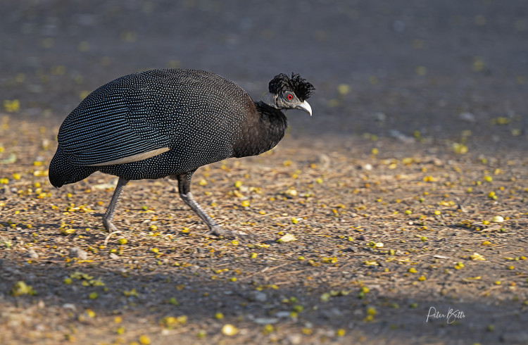Guinea Fowl on a Mission.jpg