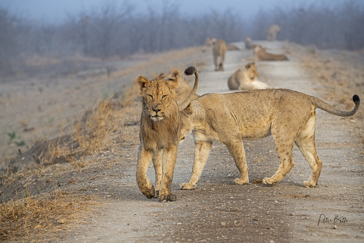 Surrounded by Lions in the Mist.jpg