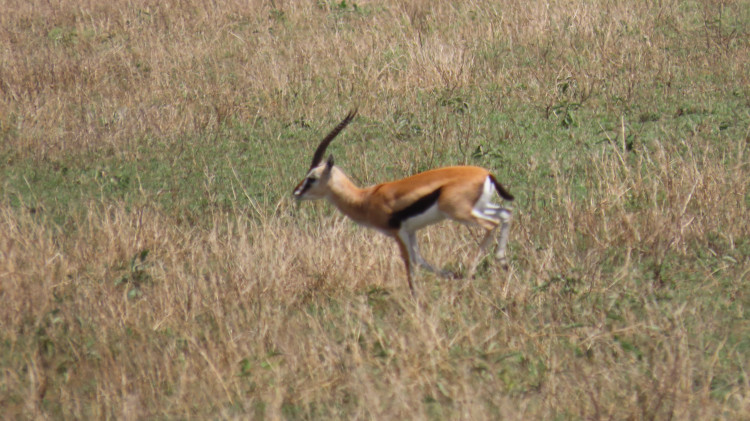 Serengeti 062.JPG