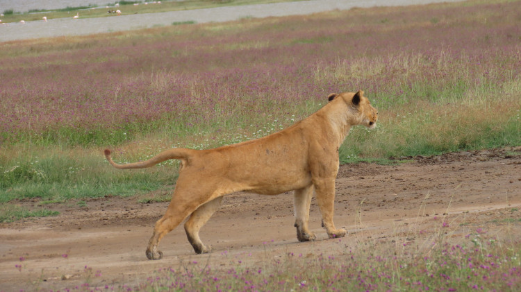 Serengeti 190.JPG
