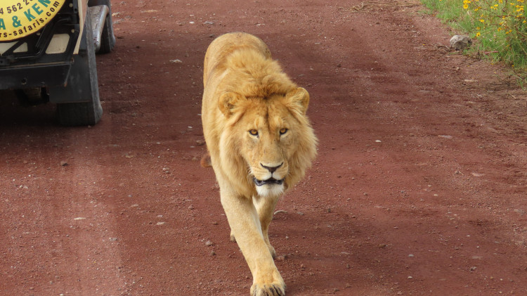 Serengeti 230.JPG