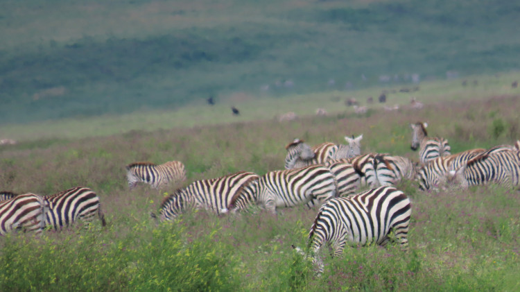 Serengeti 279.JPG