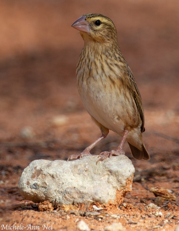 southern red bishop.jpg