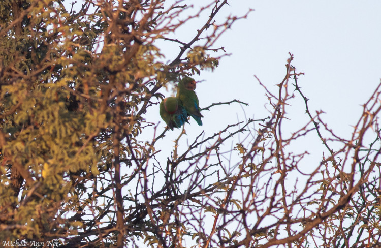 rosy-faced lovebirds.jpg