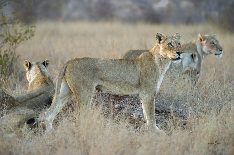 Sunrise Lionesses.jpg