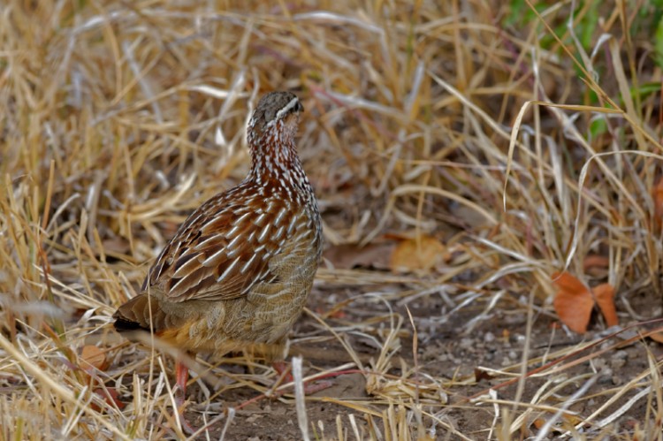 DSC_5375_DxO.jpg