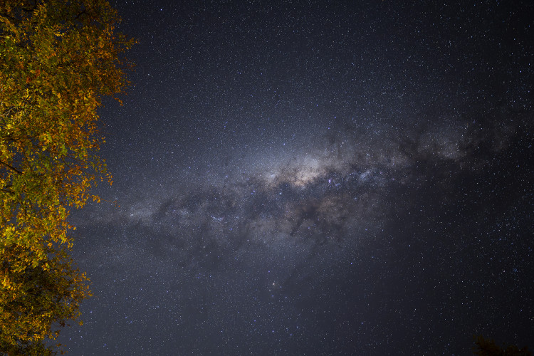 Mopani Canopy at night I.jpg