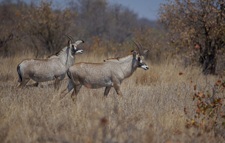 Roan Habitat.jpg