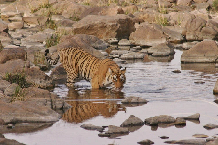 Ranthambore (Inde) 25.3.2006