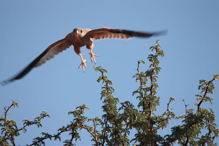 Greater Kestrel.jpg