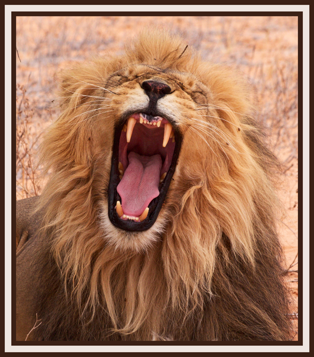 IMG-yawn2.jpg