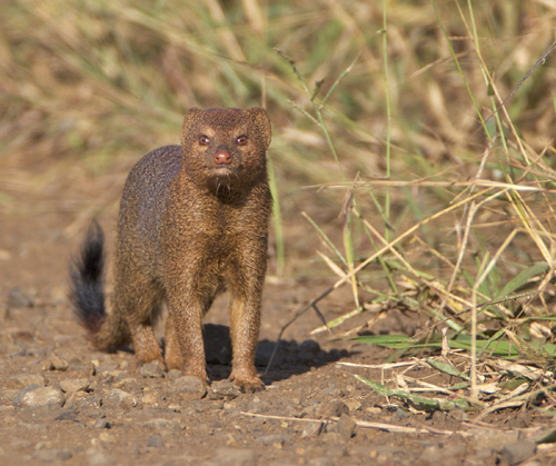 mongoose.jpg