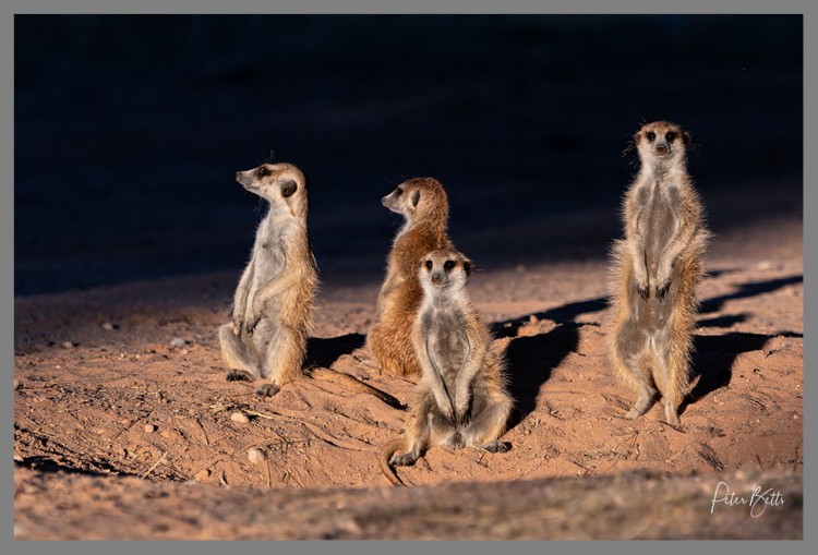 Natural Light Suricates.jpg