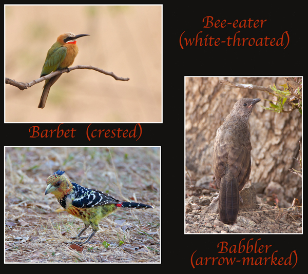 birds.jpg