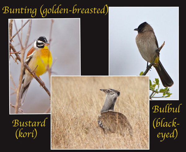 bird2.jpg
