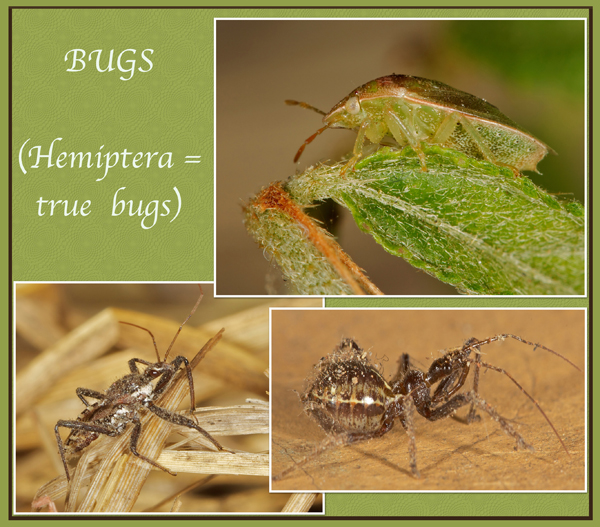 bugs.jpg