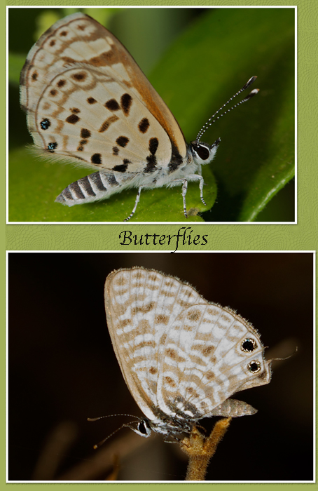 bfly.jpg