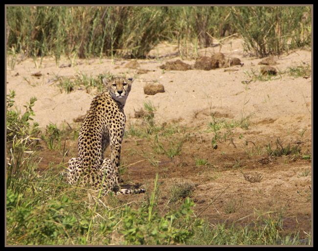 chee.jpg