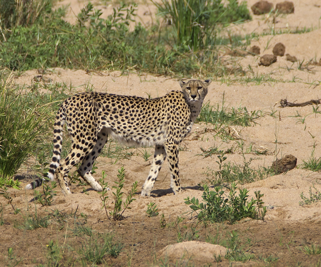 chee2.jpg