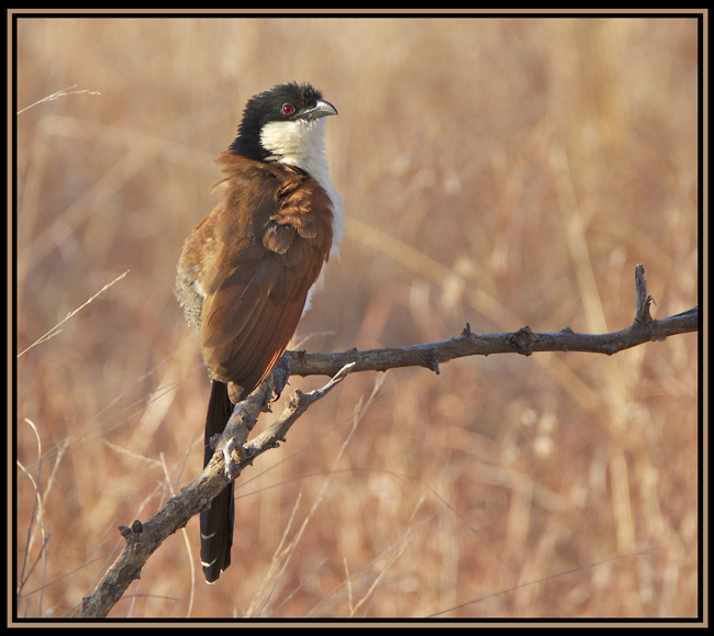 coucal.jpg