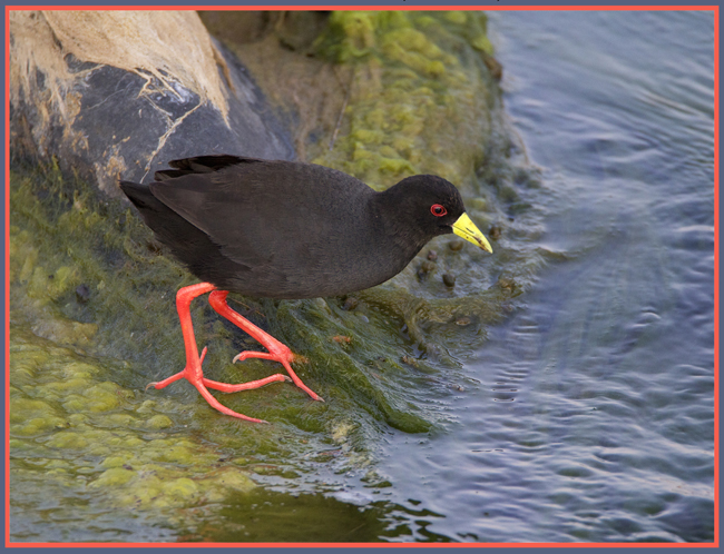 crake.jpg