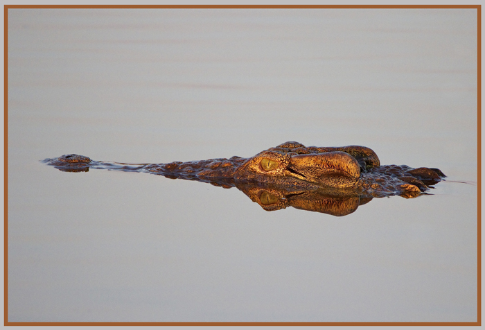 croc.jpg