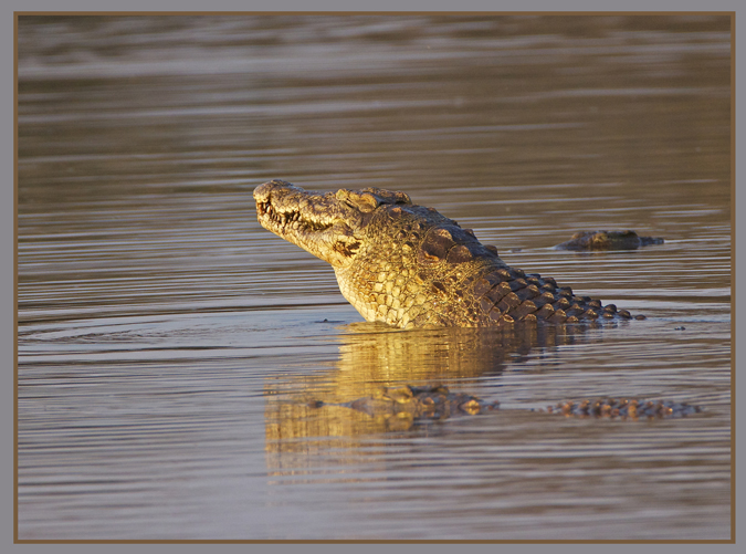 croc2.jpg