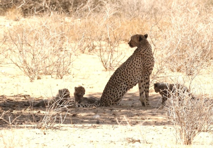 Hanri + 3 cubs