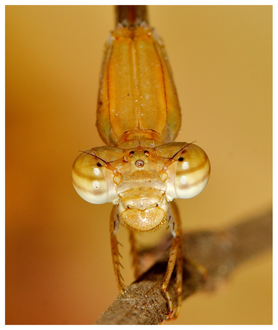 damsel3.jpg