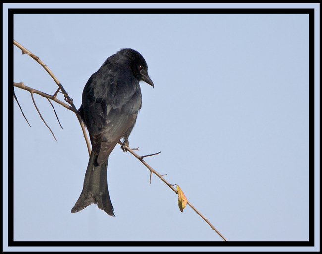 drongo.jpg