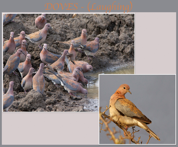 dove.jpg