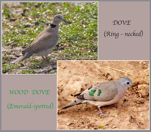 dove2.jpg